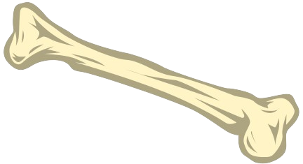 Bone